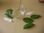 � suivre -  Ecoles du Monde - 